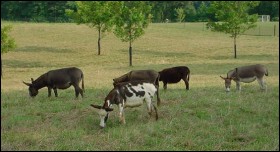 Dogwood Hills Farm