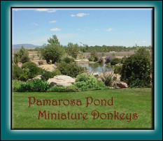 Pamaros Pond Miniature Donkeys